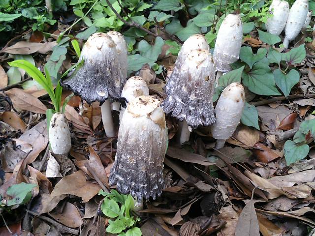 ササクレヒトヨタケ 天然食材探しへ近くに気軽に出かけよう