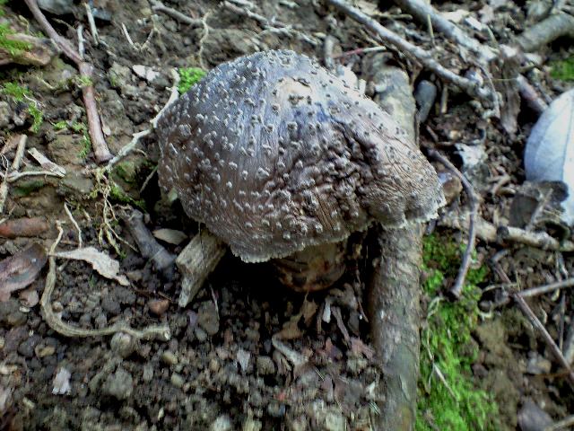 ゾンビ なキノコ 天然食材探しへ近くに気軽に出かけよう