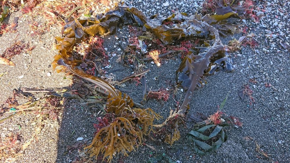 若いワカメ流れ着く 天然食材探しへ近くに気軽に出かけよう