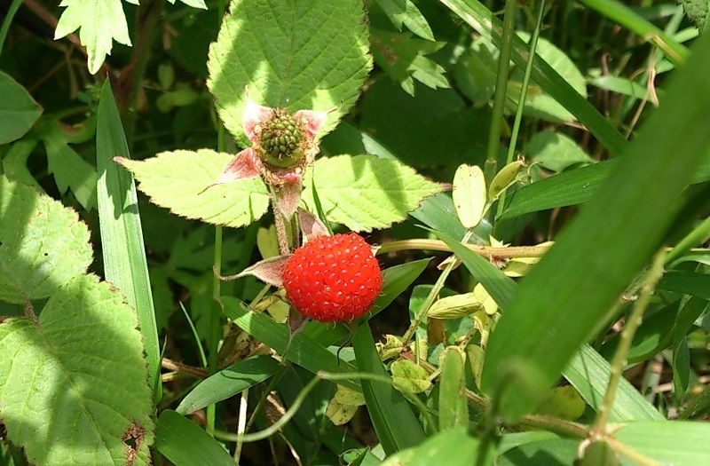 ヘビイチゴとクサイチゴ 天然食材探しへ近くに気軽に出かけよう