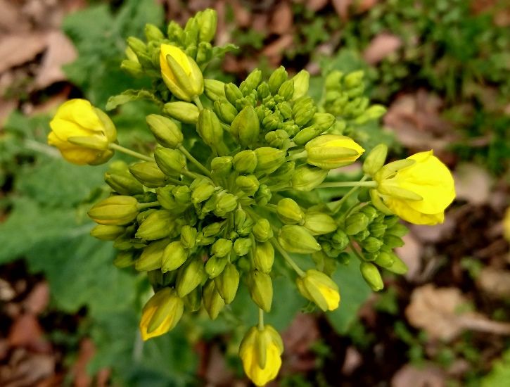 食べられる花 天然食材探しへ近くに気軽に出かけよう