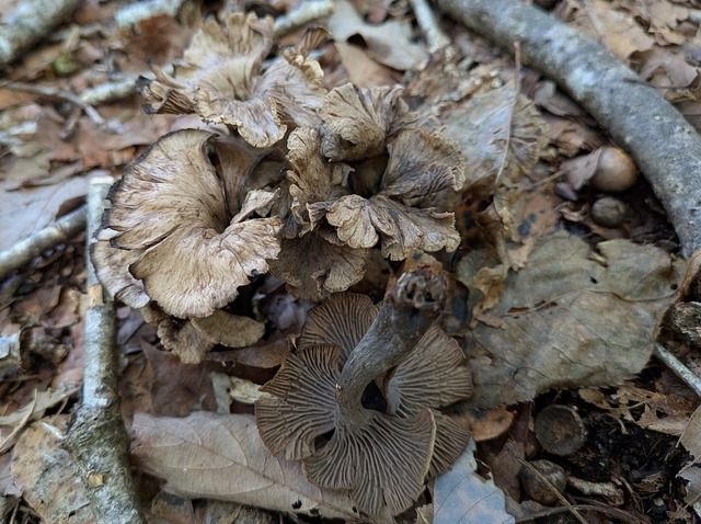 アクイロウスタケ