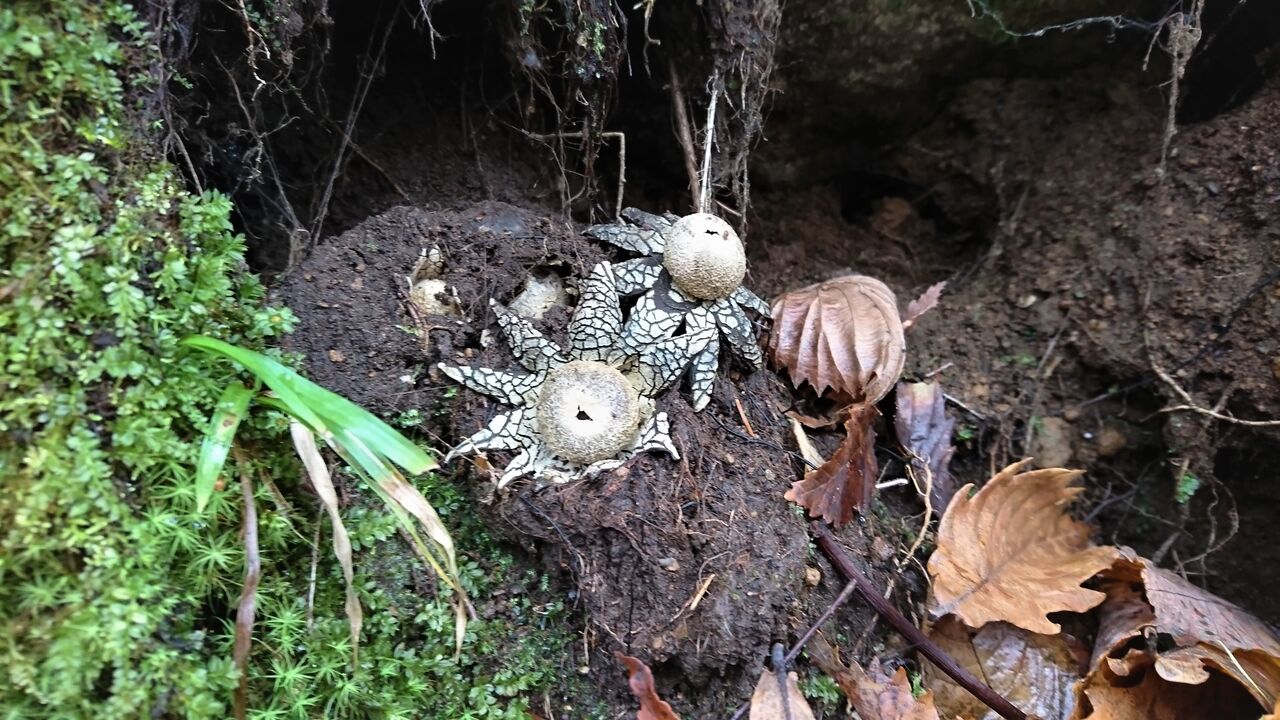 タコ野郎キノコ 天然食材探しへ近くに気軽に出かけよう タコ野郎キノコ 天然食材探しへ近くに気軽に出かけよう