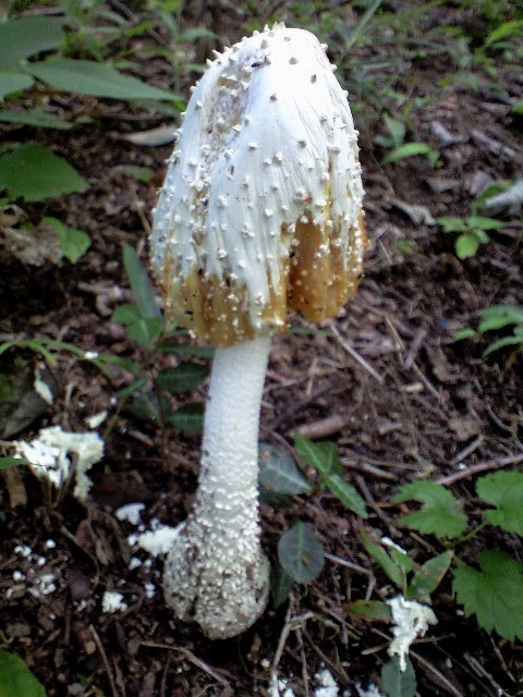 ゾンビ なキノコ 天然食材探しへ近くに気軽に出かけよう