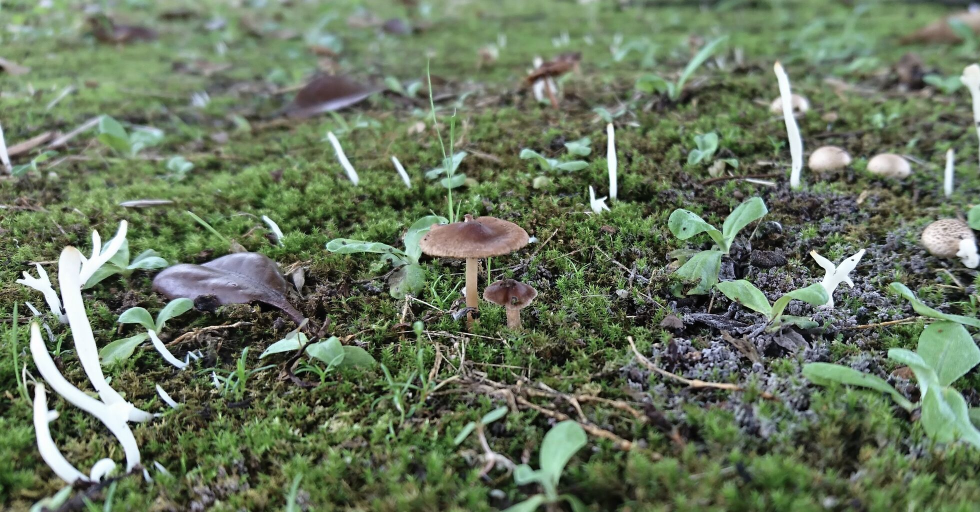 天然食材探しへ近くに気軽に出かけよう 天然きのこ探し