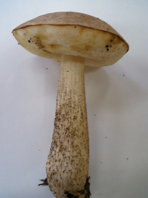 ヤマイグチ 天然食材探しへ近くに気軽に出かけよう