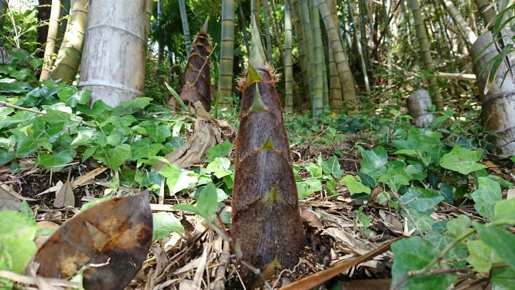 雨後の筍とキノコ 天然食材探しへ近くに気軽に出かけよう 雨後の筍とキノコ 天然食材探しへ近くに気軽に出かけよう