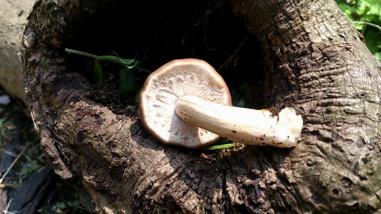 春にヤナギマツタケ出現 天然食材探しへ近くに気軽に出かけよう