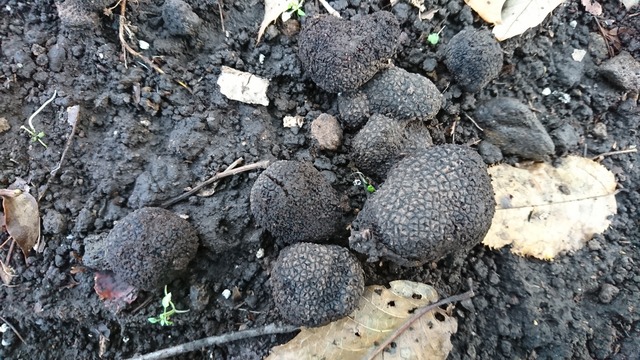 国産　黒トリュフ プリザーブド黒トリュフ【化粧箱入り】 | FRESH TRUFFLE JAPAN