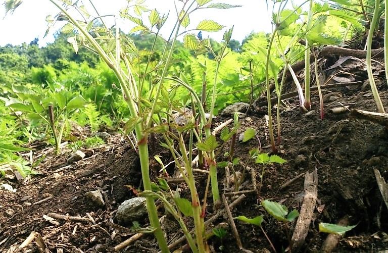 中越で見つけた山菜たち 天然食材探しへ近くに気軽に出かけよう 中越で見つけた山菜たち 天然食材探しへ近くに気軽に出かけよう