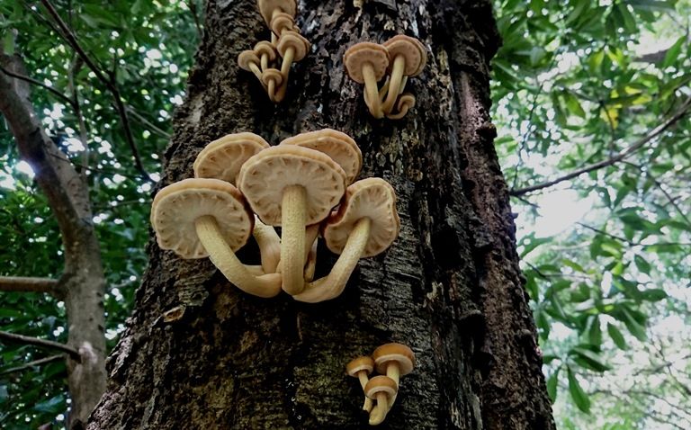 松茸似ずヤナギマツタケ 天然食材探しへ近くに気軽に出かけよう