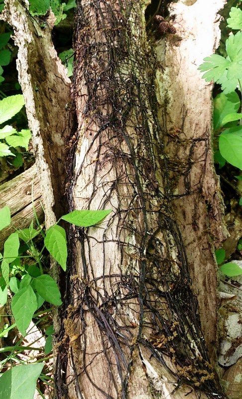 キノコの本体見り菌糸束 天然食材探しへ近くに気軽に出かけよう キノコの本体見り菌糸束 天然食材探しへ近くに気軽に出かけよう