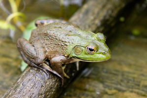 AmericanBullfrogFieldGuide1800-01-9E3A6790