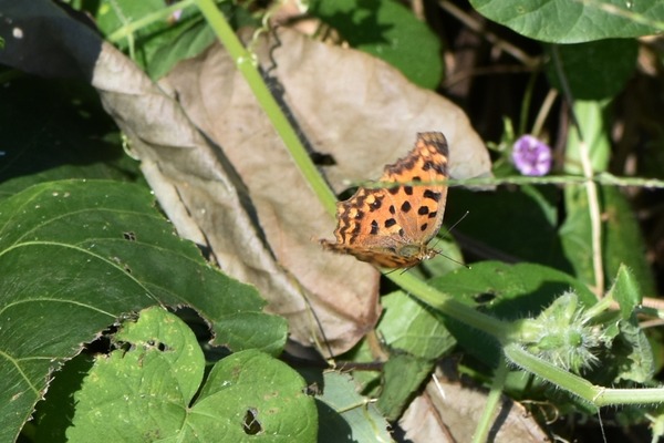 DSC_1217キタテハ