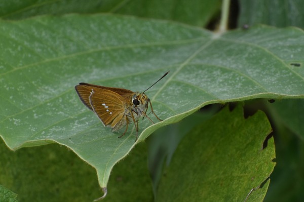 DSC_7979オオチャバネセセリ