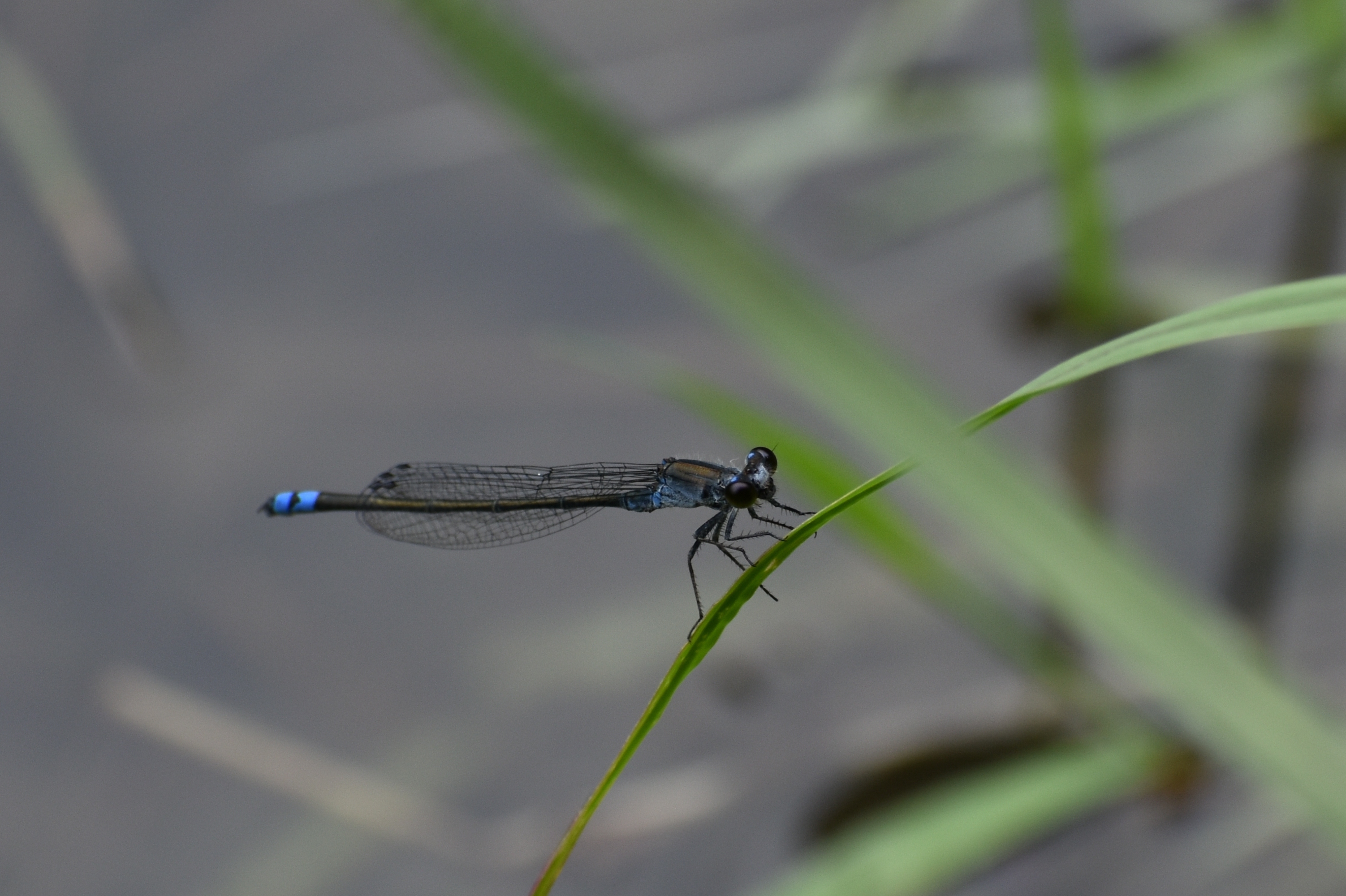 すっきりした クロイトトンボ 他 ピンちゃんのママのブログ