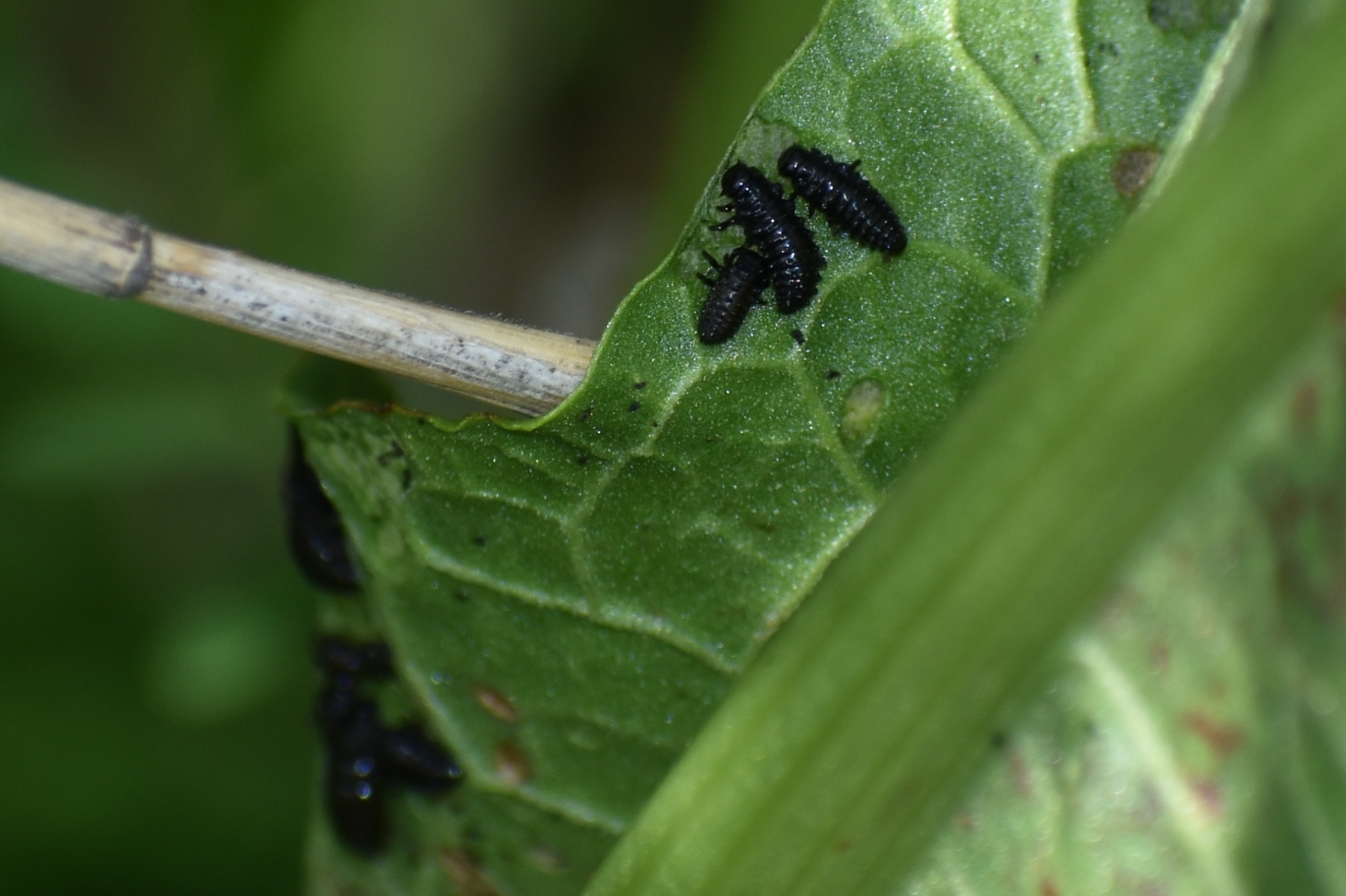 何してるの モモブトカミキリモドキ 他 ピンちゃんのママのブログ