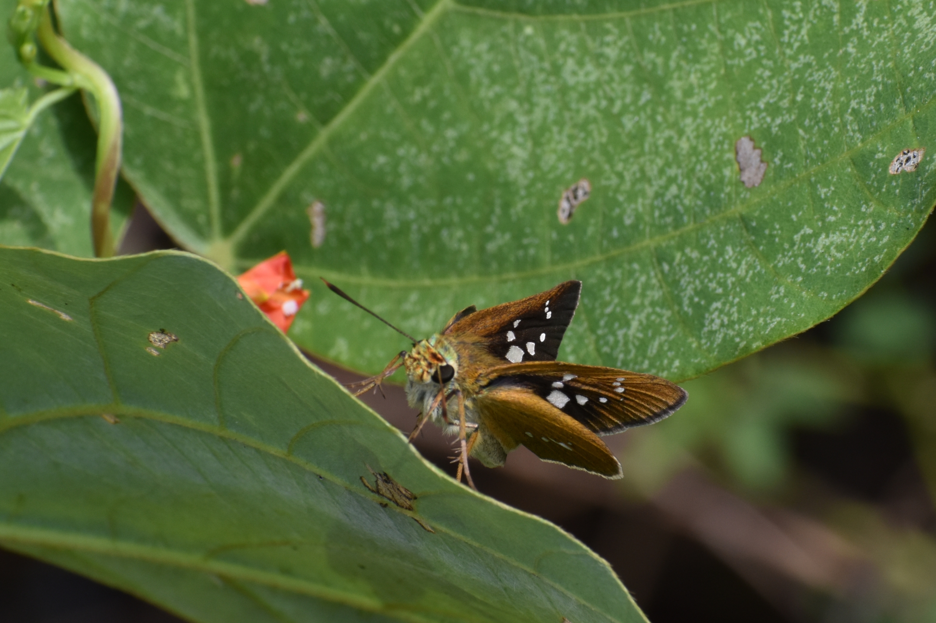 似すぎです セセリチョウ 他 ピンちゃんのママのブログ