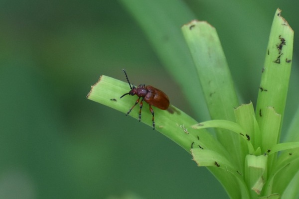 DSC_4153ユリクビナガハムシ