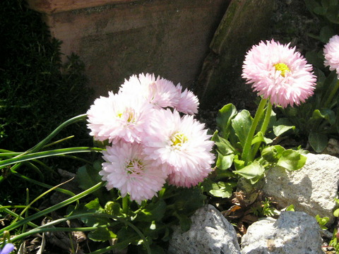 花 018