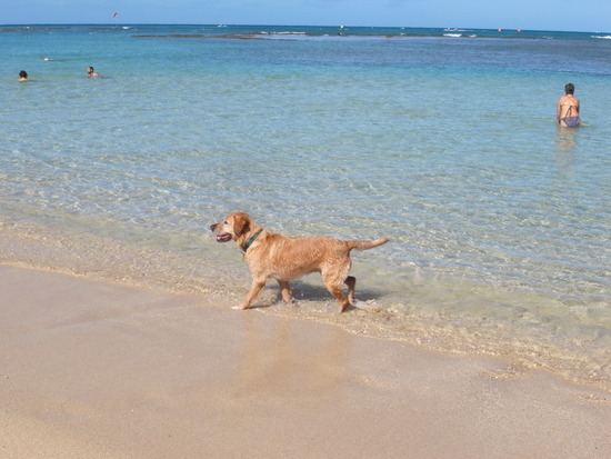 �ӡ����θ�