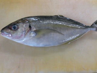 シマアジの養殖と天然の見分け方 簡単 魚の美味しいさばき方