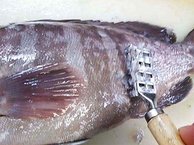 ツチセボリ さばき方 おろし方 三枚おろし 簡単 魚の美味しいさばき方