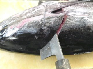 マグロ よこわ のウロコの取り方 簡単 魚の美味しいさばき方 マグロ よこわ のウロコの取り方 簡単 魚の美味しいさばき方