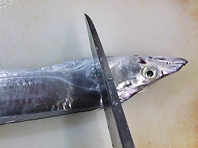 太刀魚 タチウオ 頭 落とし方 切り方 簡単 魚の美味しいさばき方