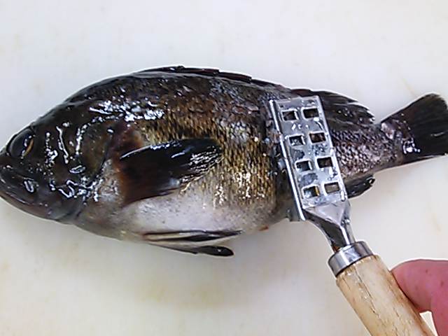 クロソイ ウロコ 落とし方 簡単 魚の美味しいさばき方 クロソイ ウロコ 落とし方 簡単 魚の美味しいさばき方