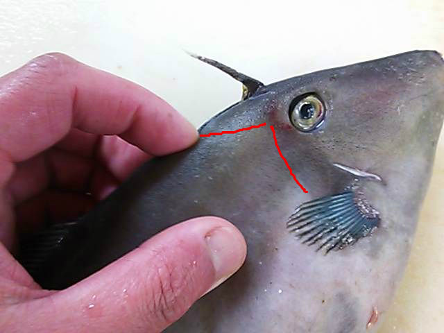 ウマヅラハギ 頭 落とし方 簡単 魚の美味しいさばき方