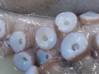 蛸 たこ の下処理 もみ洗い 簡単 魚の美味しいさばき方