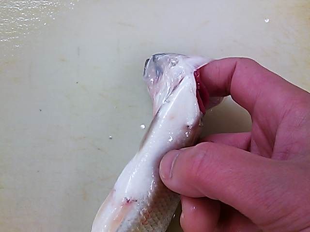 ハス エラのはずし方 腹の出し方 簡単 魚の美味しいさばき方