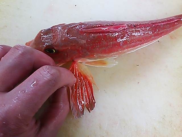カナガシラ 見分け方 簡単 魚の美味しいさばき方 カナガシラ 見分け方 簡単 魚の美味しいさばき方