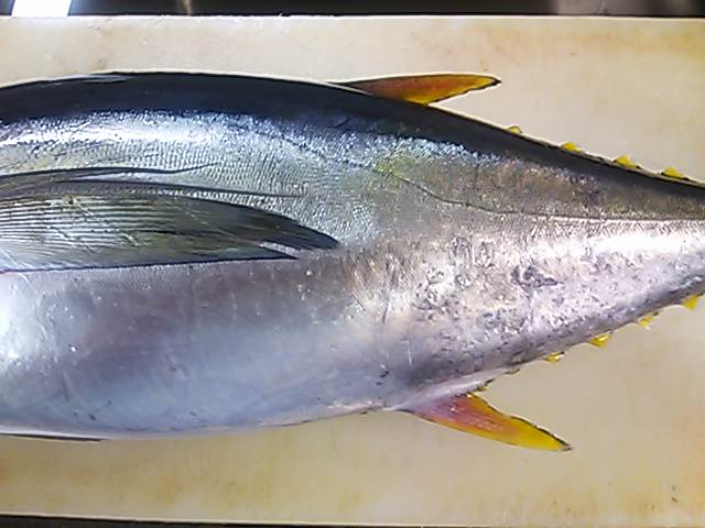キハダマグロ 見分け方 簡単 魚の美味しいさばき方