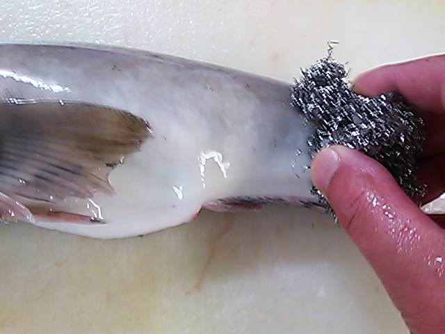 ホッケ 鱗 落とし方 取り方 簡単 魚の美味しいさばき方