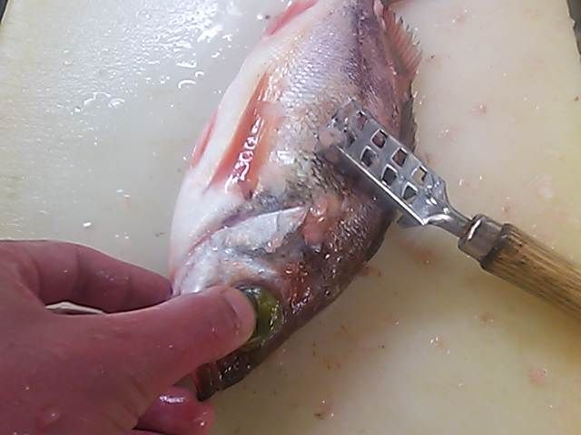 メバル 鱗 落とし方 取り方 簡単 魚の美味しいさばき方