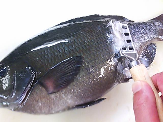 グレ 鱗 落とし方 取り方 簡単 魚の美味しいさばき方