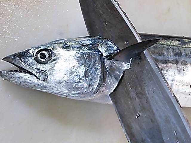 サゴシ 頭 落とし方 切り方 簡単 魚の美味しいさばき方