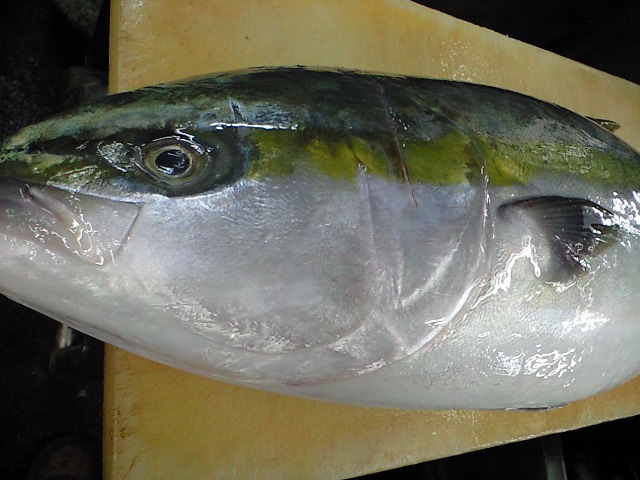 鰤 ブリ のさばき方 おろし方 簡単 魚の美味しいさばき方
