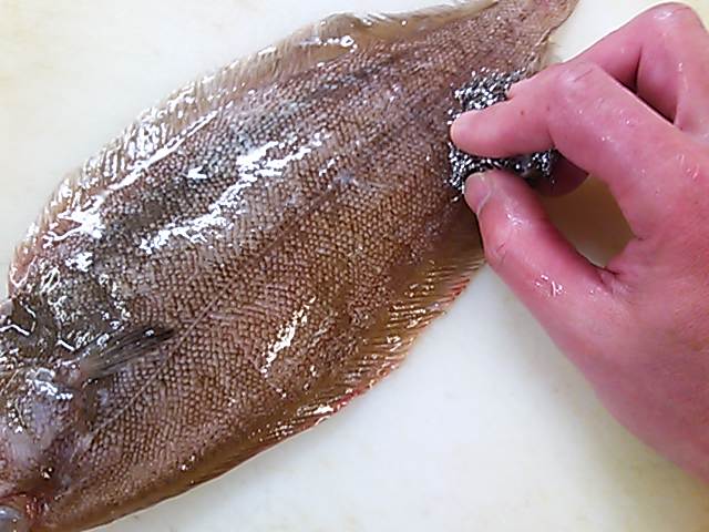 ササガレイ 鱗 落とし方 取り方 簡単 魚の美味しいさばき方
