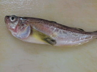 鰰 ハタハタ の開き方 塩焼き 唐揚げ 簡単 魚の美味しいさばき方 鰰 ハタハタ の開き方 塩焼き 唐揚げ 簡単 魚の美味しいさばき方