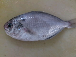 シズのおろし方 簡単 魚の美味しいさばき方 シズのおろし方 簡単 魚の美味しいさばき方