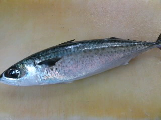 鯖 さば の見分け方 ゴマサバ 簡単 魚の美味しいさばき方