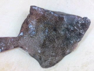 松葉鰈 まつばがれい の皮の剥き方 下処理 簡単 魚の美味しいさばき方 松葉鰈 まつばがれい の皮の剥き方 下処理 簡単 魚の美味しいさばき方