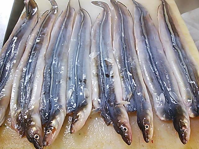 穴子 ヌメリ 取り方 簡単 魚の美味しいさばき方