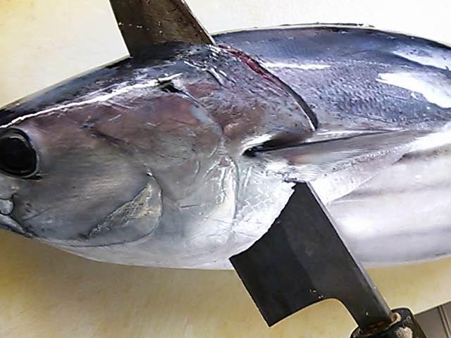鰹 カツオ 頭 落とし方 取り方 簡単 魚の美味しいさばき方