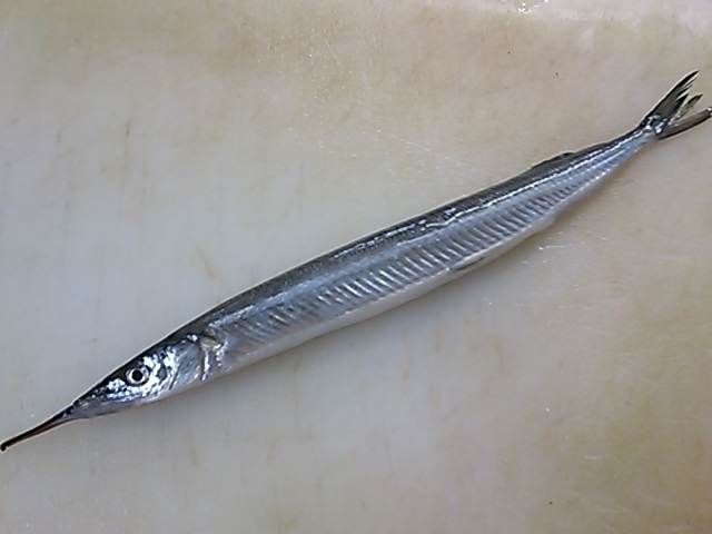 サヨリ 開き方 背開き 簡単 魚の美味しいさばき方