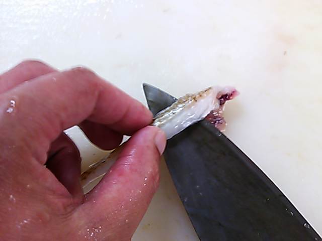 メゴチ さばき方 おろし方 簡単 魚の美味しいさばき方