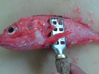 キンキのさばき方 塩焼き 煮付け 簡単 魚の美味しいさばき方 キンキのさばき方 塩焼き 煮付け 簡単 魚の美味しいさばき方